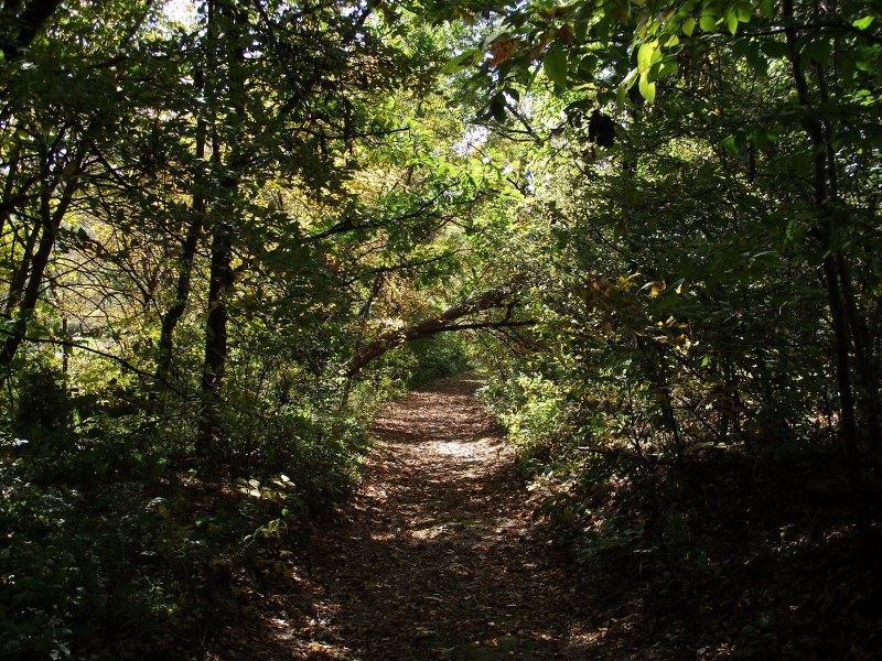 Tree Lined Trail